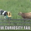 "Cow Curiousity Fail"! Poor cow. 123moo123 photo