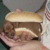 Cute hot dog right? awesomebrowny photo