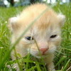 My baby kitty hellokitty8828 photo