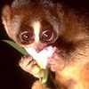 Slow loris Spotted4 photo