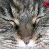My Cat Alice 1 BrosnanWoman photo