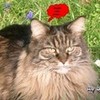 My Cat Alice 2 BrosnanWoman photo