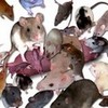 Rats...lots of them. EgoMouse photo