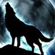 Blackwolf24's photo