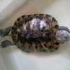 so... this is my turtle. BRICO. he