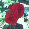 A Red,Red Rose bridern photo