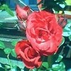 A Pink Rose bridern photo