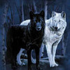 Black Wolf in love with White Wolf AvaDavida photo