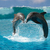  peace-dolphin photo