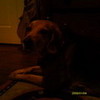 my doggy snm9073 photo