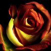 Exotic Rose :) sapherequeen photo