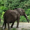 Elephant!  I LOVE elephants!  At Animal Kingdom in, where else, Disney World! misse1000 photo