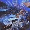 Coral Reef pajesha22-66 photo