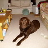 this is my dog called sadie she is a chocolate labrodor kitty589 photo