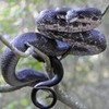 Black-Rat-Snake~~~====<>-< BlueLotusDemon photo