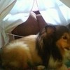 the cutest little doggie in the world DUSTY the sheltie GIRluv29 photo