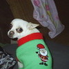 rosita in her santa shirt tacokisses photo
