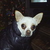 rosita in her coat tacokisses photo