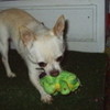 taco with her frog tacokisses photo
