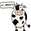 "The cow goes moo!" -Crazy Steve 123moo123 photo