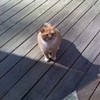 My cat Tiger. HE LOOKS LIKE GARFEILD! lol! ^^ dramalyric photo
