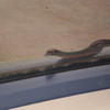 lol this is the snake i found outside me house, which i was left alone with sigh lol Free_Spirit photo