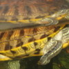 turtle topazEYEs91 photo