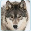 Wolf SheWolf11 photo