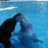 I got my first kiss from a beluga whale.  :3 IamAngel624 photo