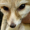 the fennec fox. cute, isent it? lockjawcroc photo