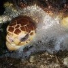 turtle tanabug photo