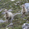 sheep:)) in the wildest mountains... Glow photo