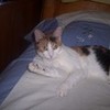 My adorable kitty, Sarahphena. And she is a cutie, and annoying. GalindaGirl photo