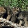 More Wolves SilLlk photo