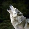 Wolf SilLlk photo