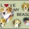 I Love My Beagle TylerTeddy photo