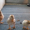 my chickens bryceln photo