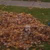 This is Kiwi playing in a leaf pile!!!!!! LOL she is soooo cute!!! iluvjb23 photo