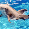 Dolphins kittengirl13 photo
