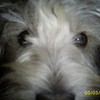 my dog kmasseytl photo