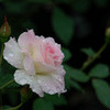 the white rose. methoslover12 photo
