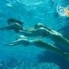 Swimming mermaids orkneymatrix photo