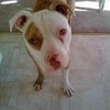 louie vitos cutteee dog posted on twitter!!!!!!!!!!!! zanessa4life photo