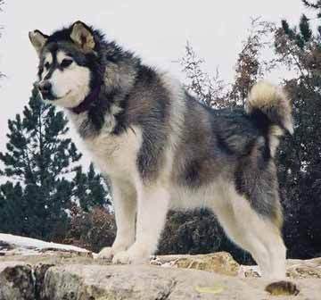 does anyone else think that the werewolves of new moon should look like big alaskan malamutes? i mean, i searched werewolf on google images, and i really dont want the werewolves to have like... abs :| and human body parts... tell me what you think. i
