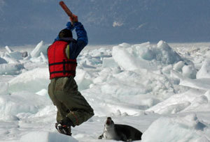 What's your opinion on Seal Hunting (Clubbing,Slaughter)