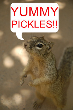  Squirrels eating pickles!!!! pickles are so good...
