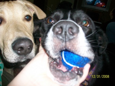  One of my Cani are: itbull, and weimaraner mix.and the other is pitbull, and border collie mix............:)