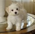  I have a Maltese named Yum-Yum. She is the most cutest pet in the world!