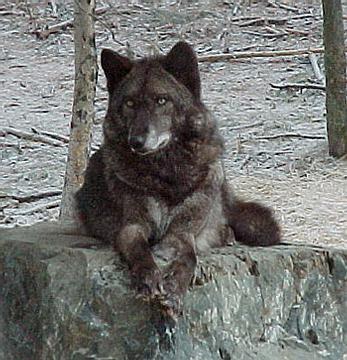 JG - A Black wolf