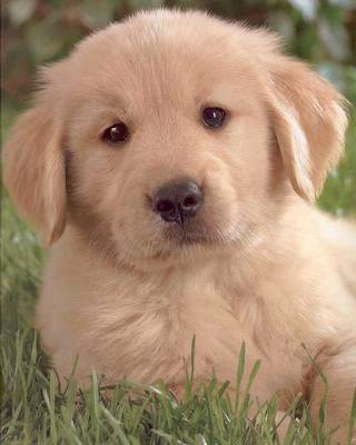 cute golden retriever puppies wallpaper. golden retriever